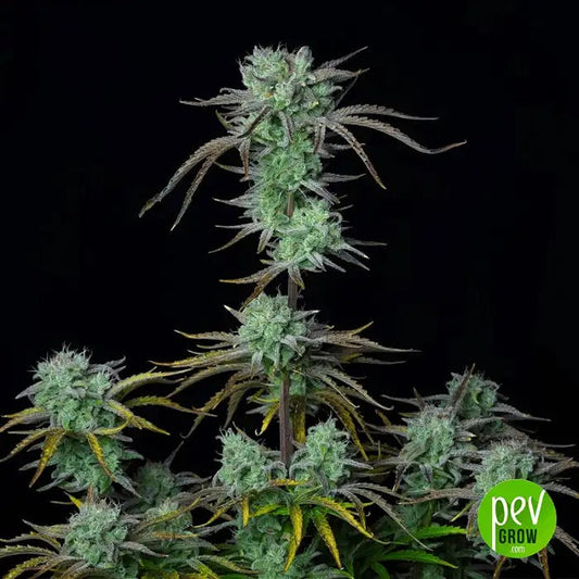 Strawberry Banana Auto par FastBuds – Rendements XXL et 27 % de THC | Terpènes fruités sucrés