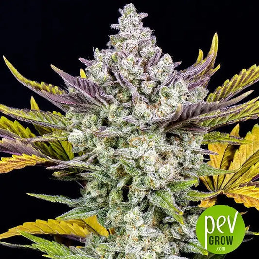 Gorilla Cookies Auto 420 Fast Buds – Autofleurissante à haut rendement avec la puissance de Gorilla Glue · Buds XXL, récolte en 10 semaines