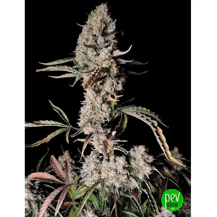 Gorilla Zkittlez Auto – FastBuds · Hybride Indica à haut rendement · Floraison en 63 jours et rendement de 550 g/m²