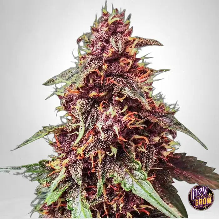 Purple Haze Auto 420 Fast Buds – Autofleurissante Sativa Rapide avec 28 % de THC, Arôme Cerise-Citron et Bourgeons Pourpres Éclatants