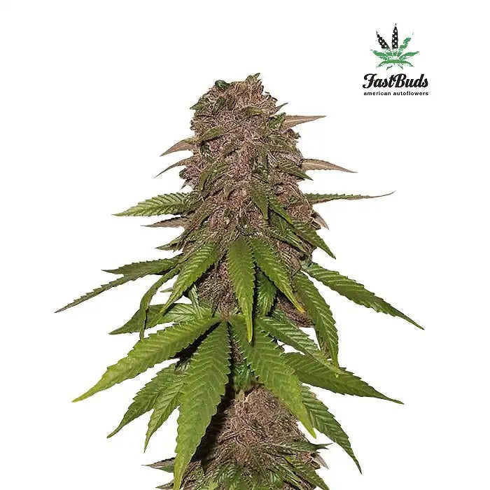 Graines autoflorissantes C4-Matic 420 Fast Buds · FastBuds · Hybride à haut rendement, facile à cultiver