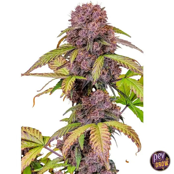 Lemon Cherry Cookies Auto™ par FastBuds – Autofloraison violette avec 28,5 % de THC et terpènes fruités