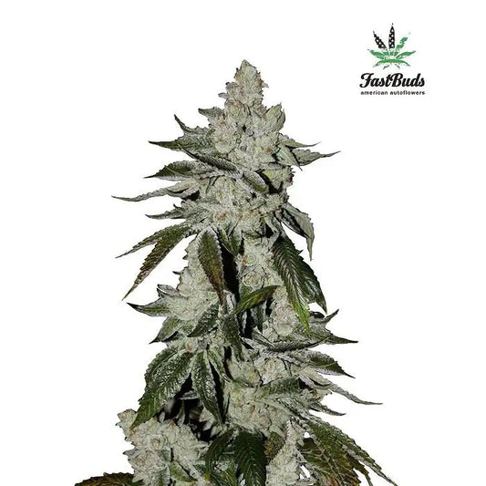 Girl Scout Cookies Auto par FastBuds – Saveur de cookie sucrée et 20 % de THC