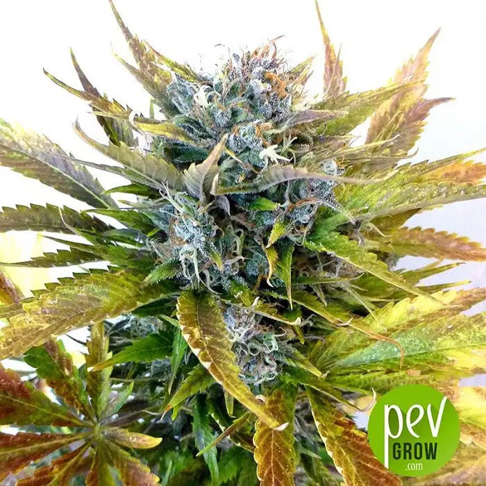 Original Auto Bubblegum par FastBuds – Une autofloraison sucrée et fruitée avec 20 % de THC