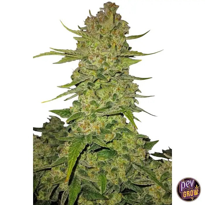 Papaya Cookies Auto™ par FastBuds – Arômes tropicaux et 29 % de THC · Autofleurissante à rendement élevé