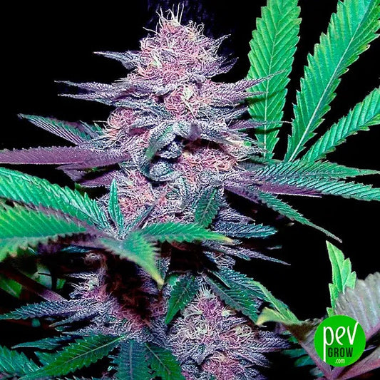Auto Blue Dream 00 Seeds · Variété autoflorissante à haut THC pour une culture facile et de gros rendements