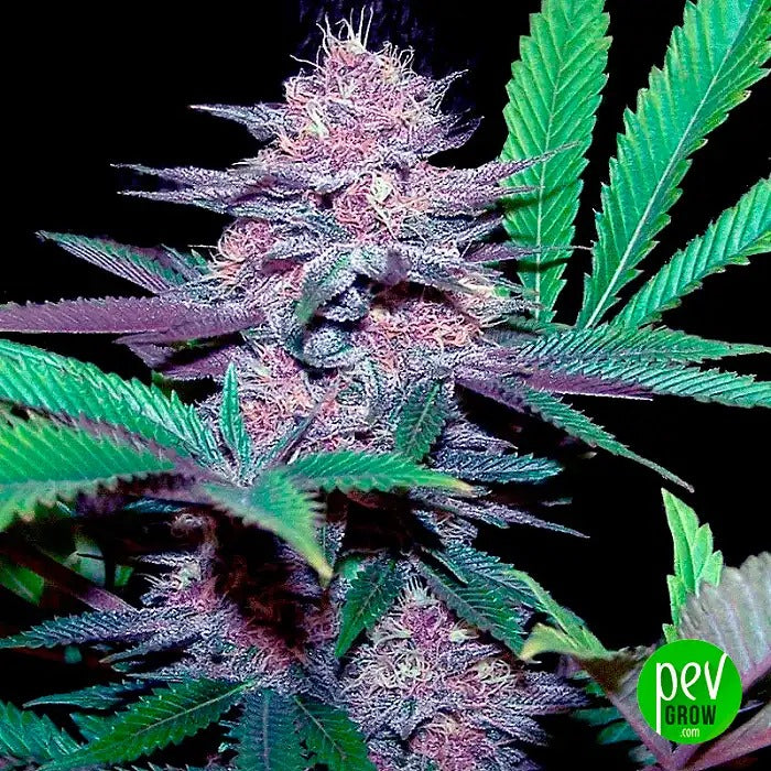 Auto Blue Dream 00 Seeds · Variété autoflorissante à haut THC pour une culture facile et de gros rendements