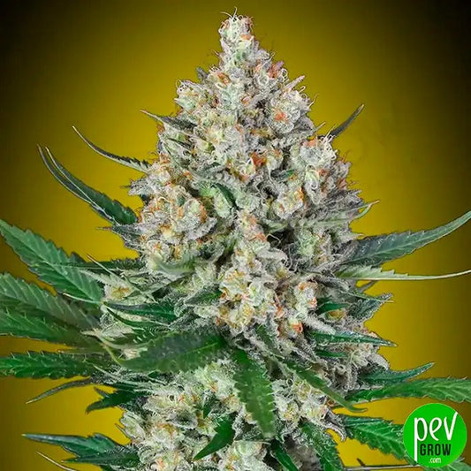 Graines féminisées Lemon OG | 00 Seeds · Hybride Indica Citrus à Haut Rendement