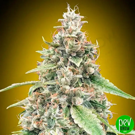 Auto Lemon OG par 00 Seeds · Hybride autofloraison haut rendement au punch citronné