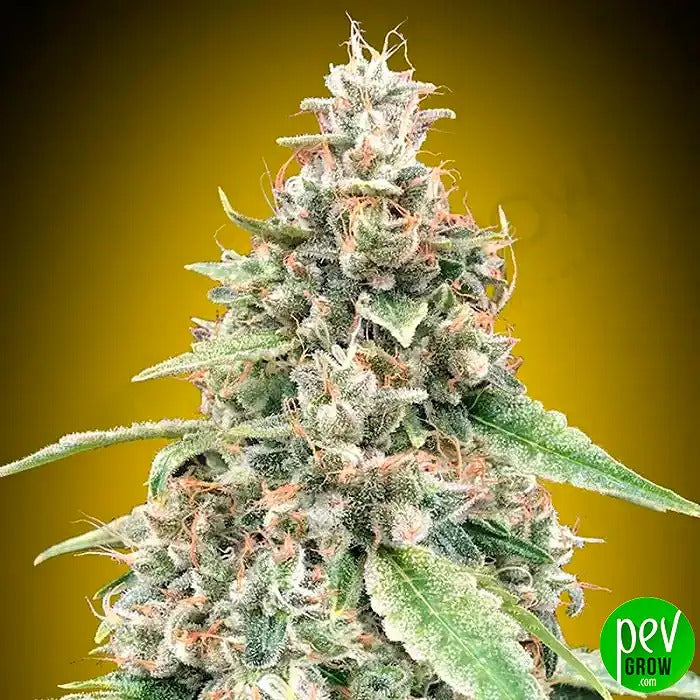 Auto Lemon OG par 00 Seeds · Hybride autofloraison haut rendement au punch citronné
