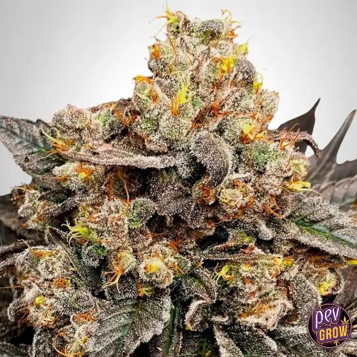 Graines féminisées Biscotti Zkittlez par 00 Seeds – Hybride dominante indica avec 25 % de THC · Floraison rapide en 55–60 jours