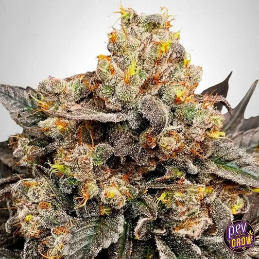 Graines féminisées Biscotti Zkittlez par 00 Seeds – Hybride dominante indica avec 25 % de THC · Floraison rapide en 55–60 jours
