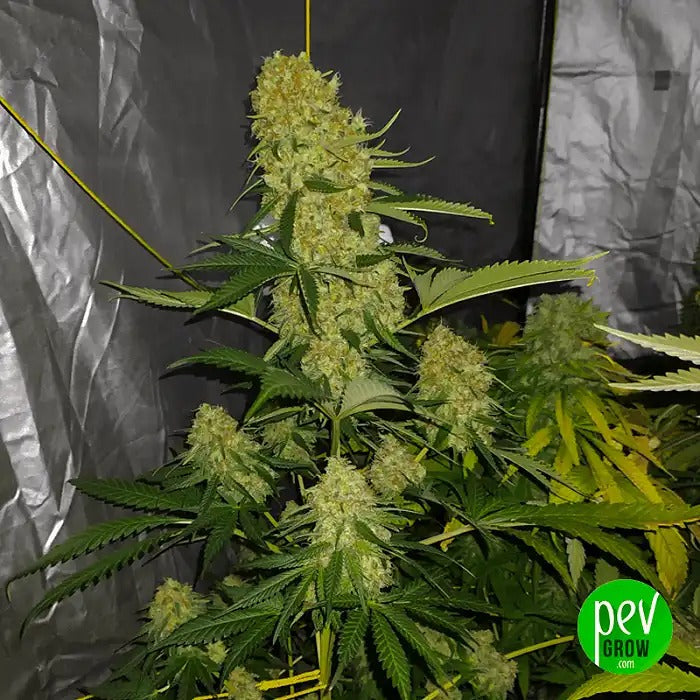 Graines féminisées California Kush Fast · 00 Seeds · 22 % de THC · Hybride Indica à floraison rapide