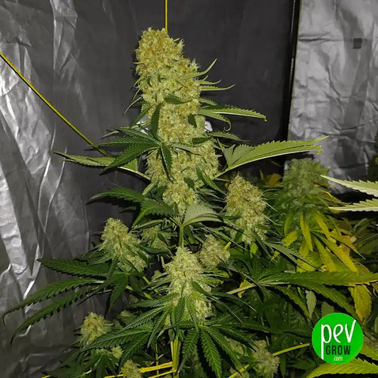 Graines féminisées California Kush Fast · 00 Seeds · 22 % de THC · Hybride Indica à floraison rapide