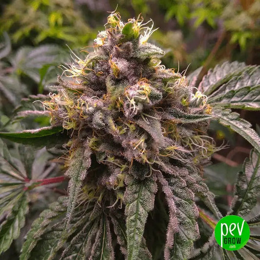 Graines féminisées Chocolate Kush Fast – 00 Seeds · Indica à haut rendement pour récoltes rapides