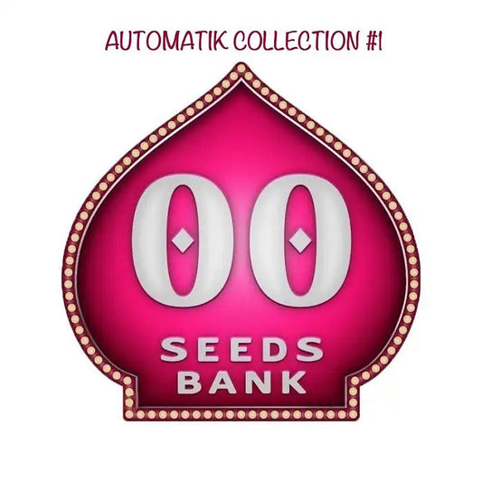 Collection Automatique #1 par 00 Seeds – 6 graines autoflorissantes féminisées · Saveurs douces, fruitées et Skunk