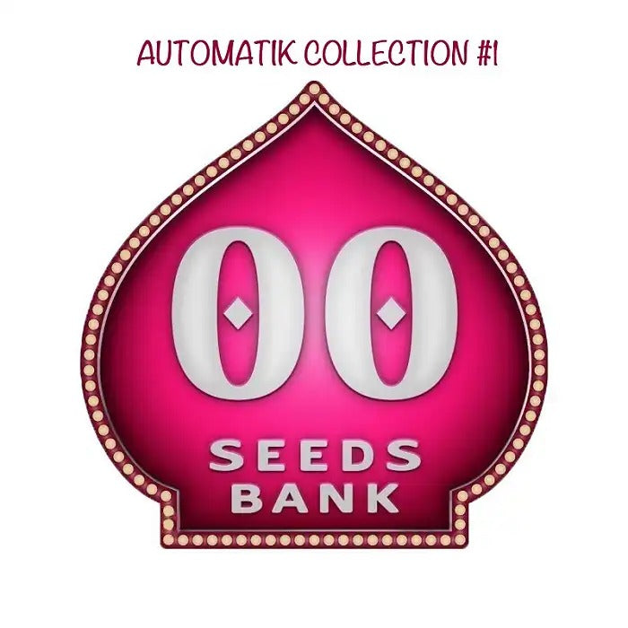 Collection Automatique #1 par 00 Seeds – 6 graines autoflorissantes féminisées · Saveurs douces, fruitées et Skunk