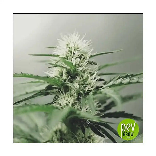 Graines féminisées Sweet Somango Fast · 00 Seeds · THC élevé et floraison rapide
