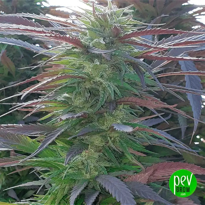Mimosa Graines Féminisées par 00 Seeds – Hybride Dominante Sativa à Forte Teneur en THC pour des Effets Énergisants et un Arôme Citronné