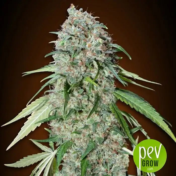 Graines féminisées Chocolate Skunk CBD | 00 Seeds · Hybride équilibré THC:CBD
