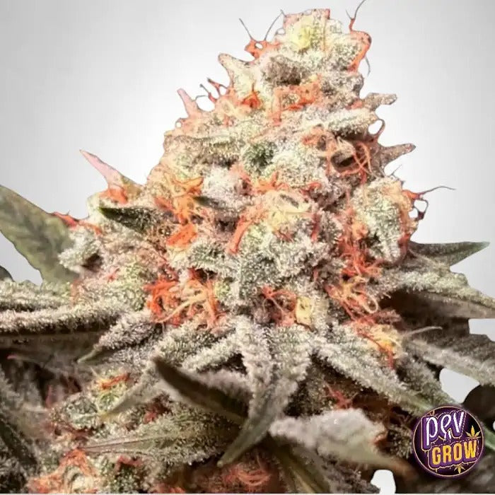 Graines féminisées Rainbow Mints par 00 Seeds – Hybride dominante indica à arôme sucré et mentholé · THC élevé et bourgeons résineux