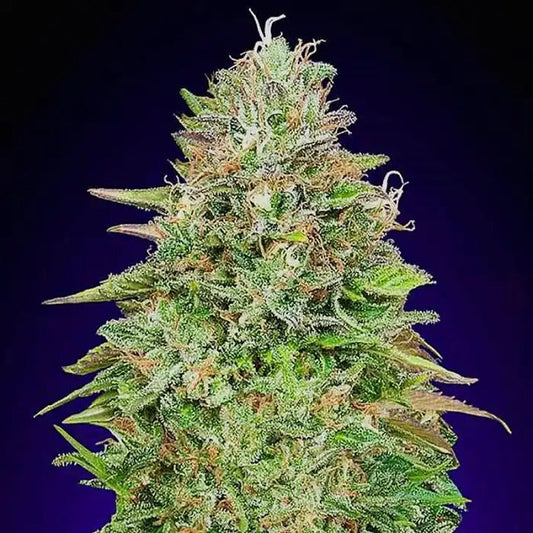Graines féminisées Critical Poison Fast Version | 00 Seeds · Variété à floraison rapide, dominante indica pour des rendements élevés