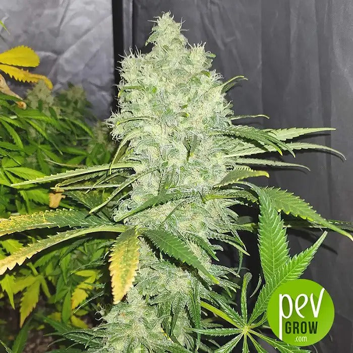 California Kush Auto 00 Seeds · Autofleurissement Rapide et Facile · Rendement Moyen et Effet Indica Classique