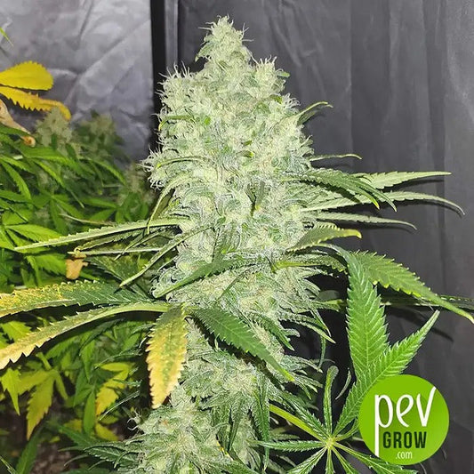 California Kush Auto 00 Seeds · Autofleurissement Rapide et Facile · Rendement Moyen et Effet Indica Classique
