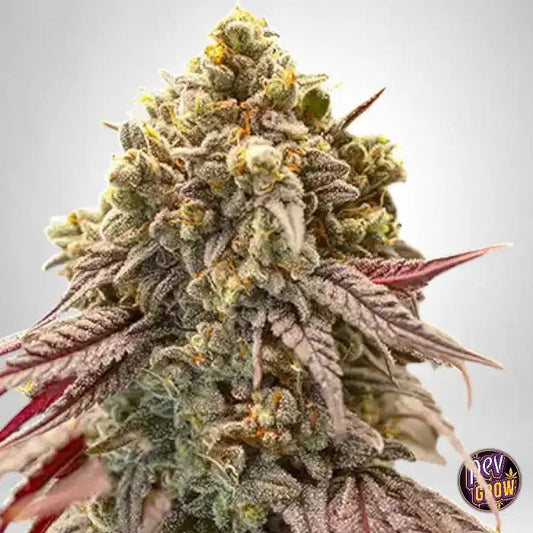 Graines féminisées Gelato Mint par 00 Seeds – Hybride dominante indica avec 28 % de THC et arôme menthe-vanille