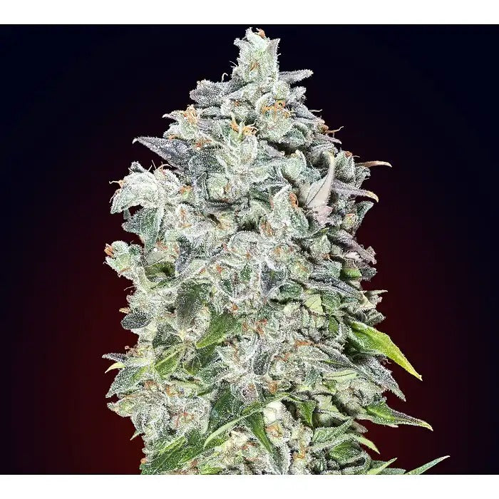 Graines de 00 Kush Auto par 00 Seeds · Une variété autoflorissante rapide avec 17 % de THC