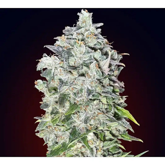 Graines de 00 Kush Auto par 00 Seeds · Une variété autoflorissante rapide avec 17 % de THC