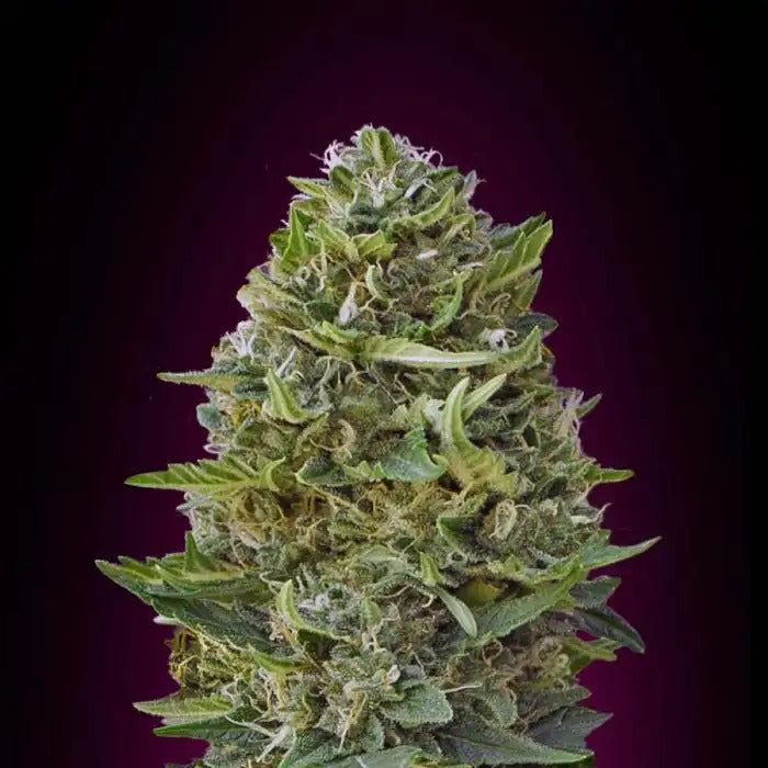 Graines féminisées Caramel Kush | 00 Seeds · Puissance Indica Douce et Résine Élevée