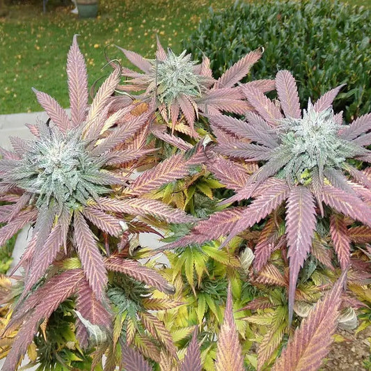 Graines féminisées Bubba’s Gift par 00 Seeds · Hybride Indica à forte teneur en THC · Floraison rapide et relaxation puissante