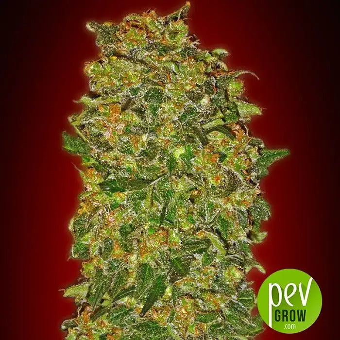 Graines féminisées Chocolate Kush par 00 Seeds – Un Indica Puissant à l’Arome de Chocolat Riche