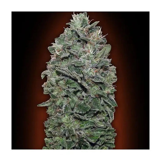 Graines féminisées Sweet Soma par 00 Seeds · Indica à haut rendement au goût de mangue tropicale
