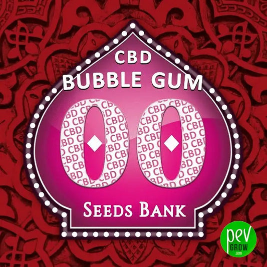 Graines féminisées Bubble Gum CBD par 00 Seeds · Variété riche en CBD au goût fruité