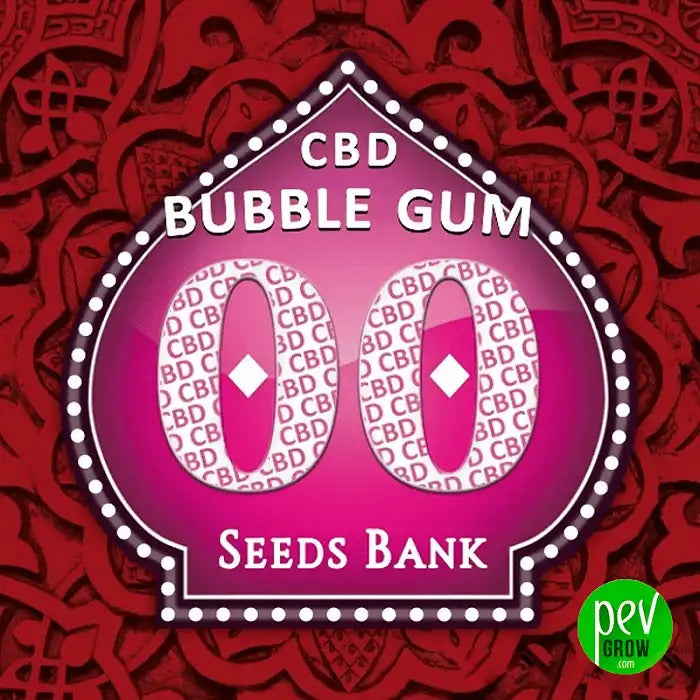 Graines féminisées Bubble Gum CBD par 00 Seeds · Variété riche en CBD au goût fruité