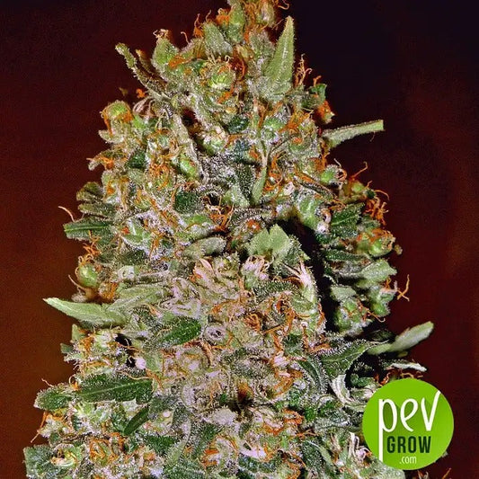 Graines de Chocolate Skunk Auto par 00 Seeds · Autofloraison à haut rendement et arôme sucré et skunky