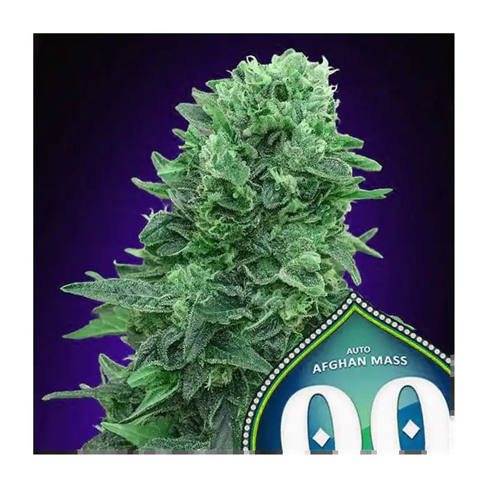 Auto Afghan Mass XXL par 00 Seeds – Rendements XXL, Puissance Indica, Cannabis Autofloraison Rapide