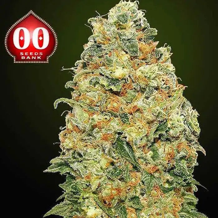 Graines féminisées White Widow CBD · 00 Seeds – Variété riche en CBD aux effets équilibrés