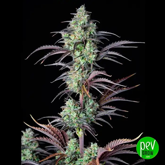 Auto Mimosa 00 Seeds · Hybride à floraison rapide et haut rendement avec 24 % de THC