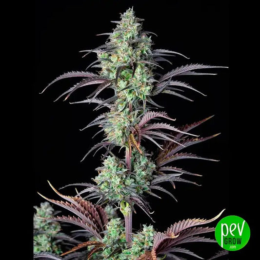 Auto Mimosa 00 Seeds · Hybride à floraison rapide et haut rendement avec 24 % de THC