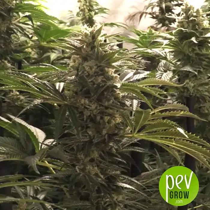 Graines féminisées Do-Si-Dos Cookies par 00 Seeds – Hybride dominante indica avec 23 % de THC et arôme sucré et terreuse