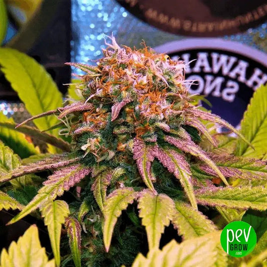 Graines féminisées Harlequin CBD par 00 Seeds · Variété riche en CBD, faible en THC pour des effets équilibrés