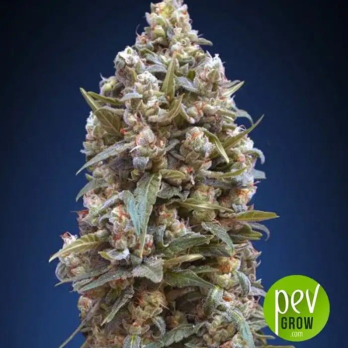 Graines féminisées 00 Kush – 00 Seeds | Hybride indica à rendement élevé, arôme citronné et 22 % de THC